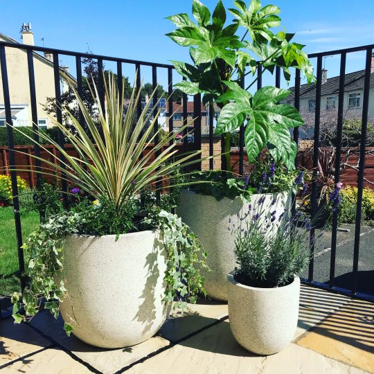 Bristol Garden Design plant pots Bristol Garden Design flowers and plants in pots